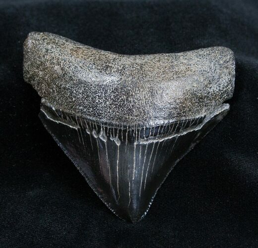 Great Posterior Inch Megalodon Tooth #1664